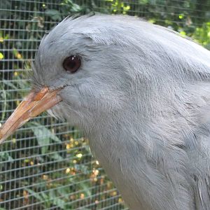 Kagu