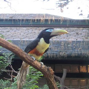 Young Chestnut-eared aracari
