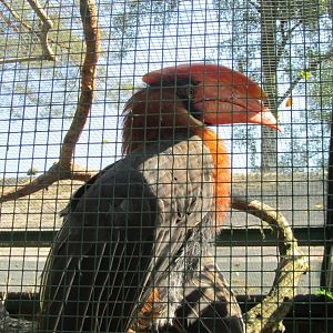 Northern rufous hornbill
