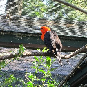 Scarlet-headed blackbird