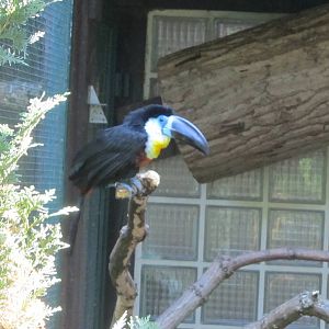 Channel-billed toucan