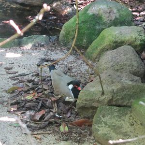 Western red-wattled lapwing