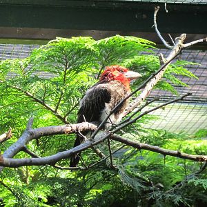 Brown-breasted barbet