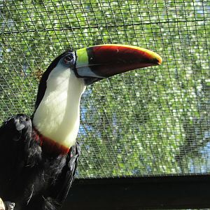 White-throated toucan