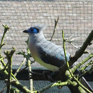 Crested coua