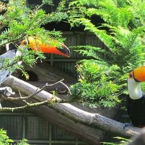 Toco toucan