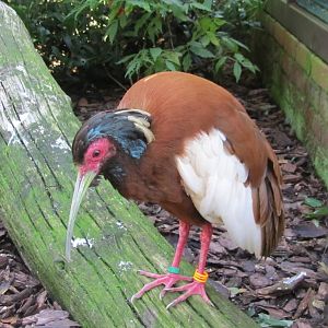 Madagascar crested ibis