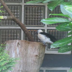Sickle-billed vanga