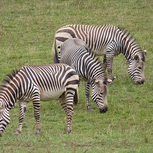 Mountain Zebra, August 2016