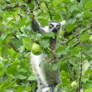 Ring-tailed lemur, August 2016