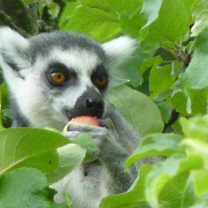 Ring-tailed lemur, August 2016