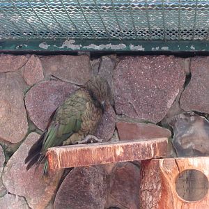 Sleeping Kea
