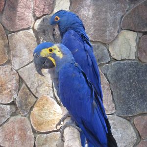 Hyacinth macaw