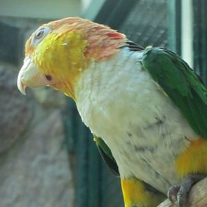 White-belly parrot