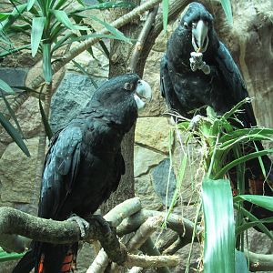Red-tailed black cockatoo