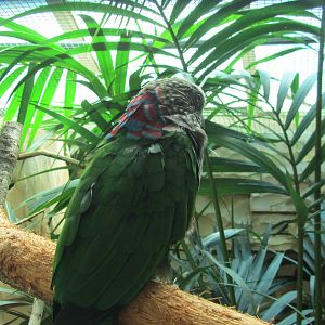 Northern red-fan parrot