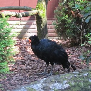 Red-billed curassow