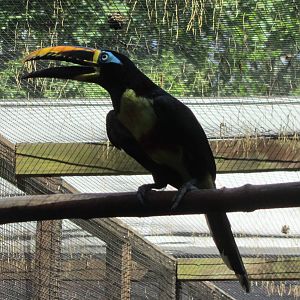 Chestnut-eared aracari