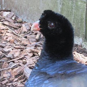 Crestless curassow