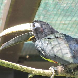 Northern black-necked aracari
