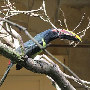 Green aracari