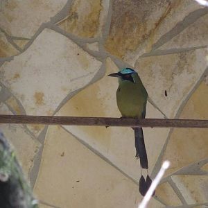 Blue-crowned motmot