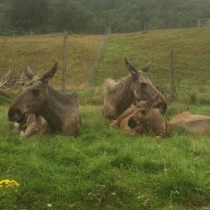 European moose family