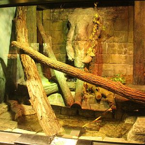 Aug. 2016 - The Rain Forest - Lower Forest - Burmese Python Exhibit