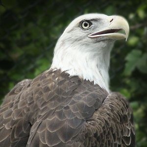 Aug. 2016 - Wilderness Trek - Wolf Lodge - Bald Eagle