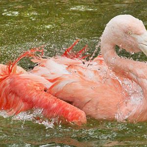 Aug. 2016 - Chilean Flamingo