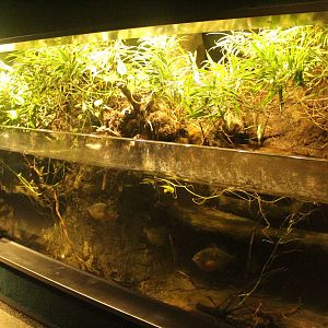 Aug. 2016 - The Rain Forest - Lower Forest - Red-bellied Piranha Exhibit