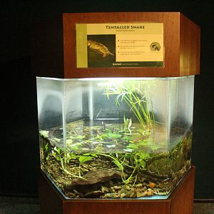 Aug. 2016 - The Rain Forest - Lower Forest - Tentacled Snake Exhibit