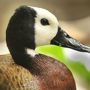 Aug. 2016 - The Rain Forest - White-faced Whistling Duck