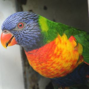 Aug. 2016 - Australian Adventure - Lorikeet Lane - Blue Mountain Lorikeet