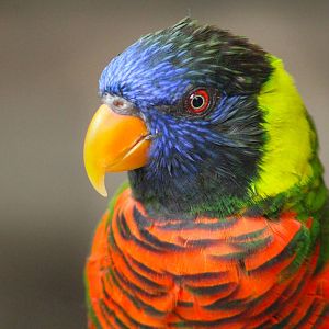 Aug. 2016 - Australian Adventure - Lorikeet Lane - Green-naped Lorikeet