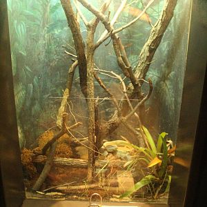 Aug. 2016 - The Rain Forest - Lower Forest - Madagascar Leaf-tailed Gecko E