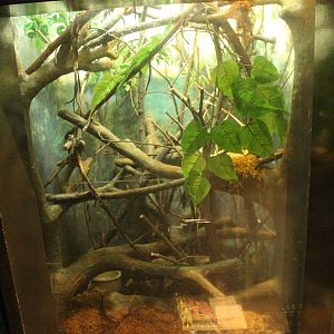 Aug. 2016 - The Rain Forest - Lower Forest - Amazon Tree Boa Exhibit