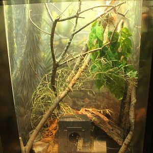 Aug. 2016 - The Rain Forest - Lower Forest - Tiger Rat Snake Exhibit