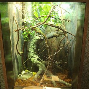 Aug. 2016 - The Rain Forest - Lower Forest - Panther Chameleon Exhibit