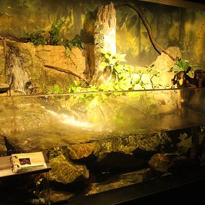 Aug. 2016 - The Rain Forest - Lower Forest - Catfish + Others Exhibit