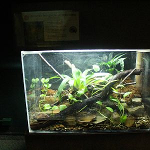 Aug. 2016 - The Rain Forest - Lower Forest - Indonesian Painted Frog Exhibi