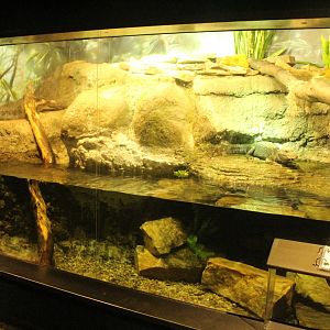 Aug. 2016 - The Rain Forest - Lower Forest - Dwarf Crocodile + Congo Tetra