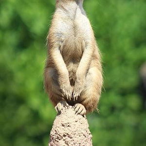 Aug. 2016 - African Elephant Crossing - Meerkat