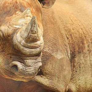 Aug. 2016 - African Savannah - Black Rhinoceros