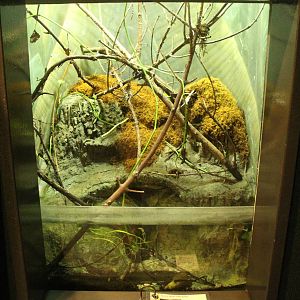 Aug. 2016 - The Rain Forest - Lower Forest - Giant Monkey Waxy Frog Exhibit