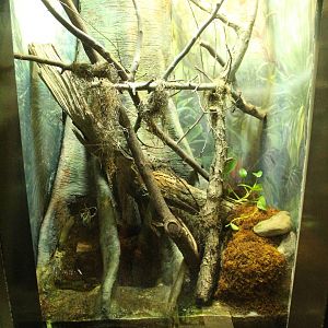 Aug. 2016 - The Rain Forest - Lower Forest - Emerald Tree Boa Exhibit