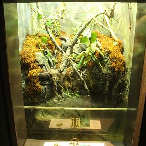 Aug. 2016 - The Rain Forest - Lower Forest - Red Eyed Tree Frog + Green and