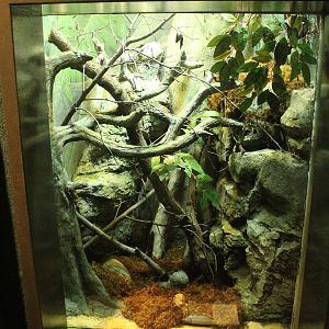 Aug. 2016 - The Rain Forest - Lower Forest - Climbing Toad Exhibit