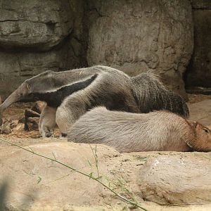 Aug. 2016 - The Rain Forest - Upper Forest - Giant Anteater + Capybara