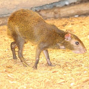 Aug. 2016 - The Rain Forest - Upper Forest - Red-rumped Agouti